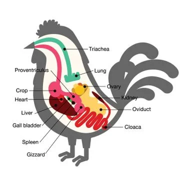 Chicken egg life cycle Stock Illustration