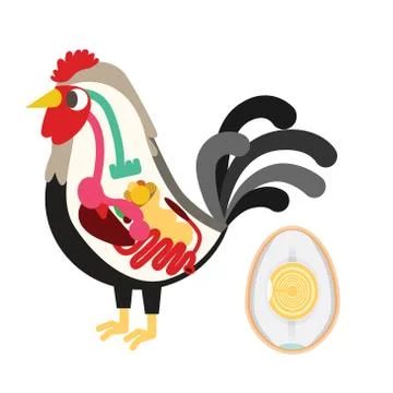 Chicken egg life cycle Stock Illustration