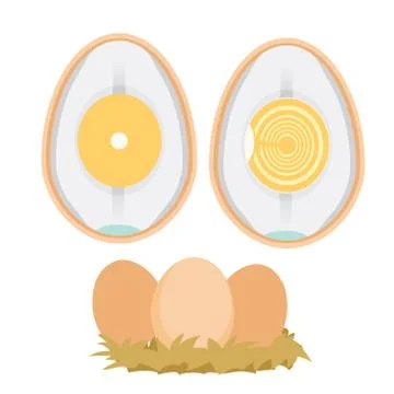 Chicken egg life cycle Illustrazione stock