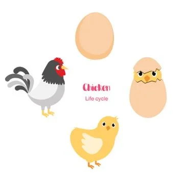 Chicken egg life cycle Illustrazione stock