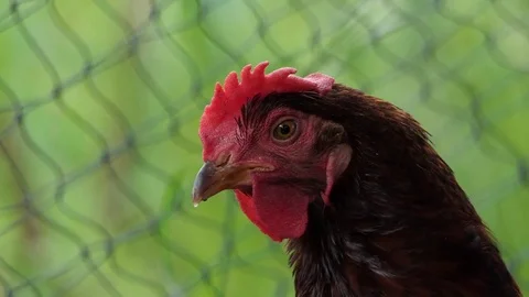 Chicken egg looking for food, 4k video Stock Footage 80781790