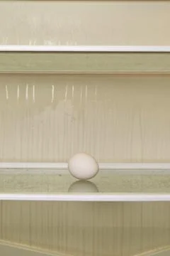 A chicken egg is lying on the shelf of an empty refrigerator Stock Photos