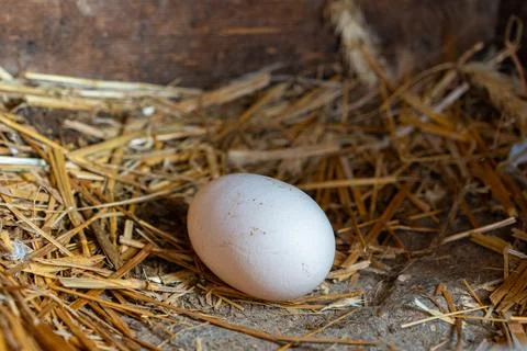 Chicken Egg Lying in Straw Nest Stock Photos