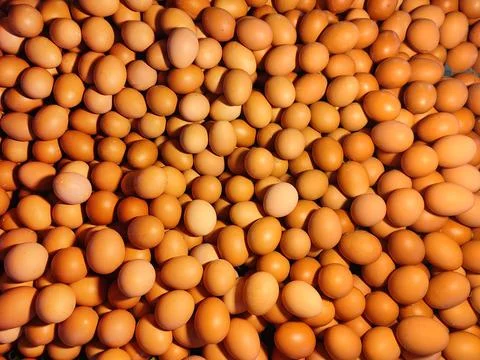 Chicken egg is a main component of the human diet serving as a dietary source Stock Photos