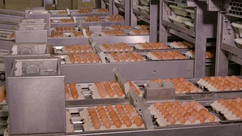 Chicken Egg Moves on the Conveyor at the Poultry Farm Stock Footage 98829653