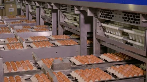 Chicken Egg Moves on the Conveyor at the Poultry Farm Stock Footage 98829906
