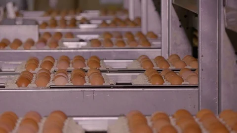 Chicken Egg Moves on the Conveyor at the Poultry Farm Stock Footage 98830114