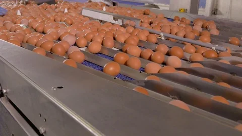 Chicken Egg Moves on the Conveyor at the Poultry Farm Stock Footage 98830309