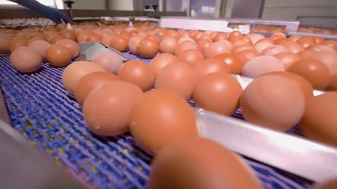 Chicken Egg Moves on the Conveyor at the Poultry Farm Stock Footage 98830500