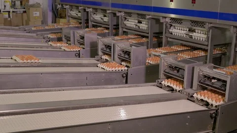 Chicken Egg Moves on the Conveyor at the Poultry Farm Stock Footage 98830689