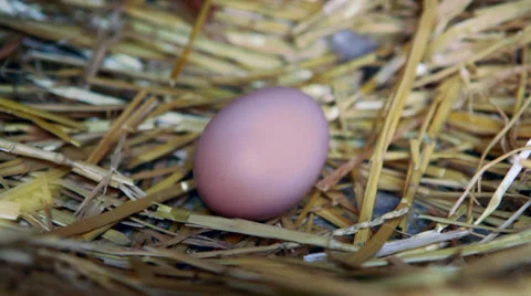Chicken egg in nest Stock Footage 29646444