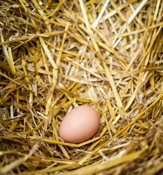 Chicken egg in nest Fotos de archivo