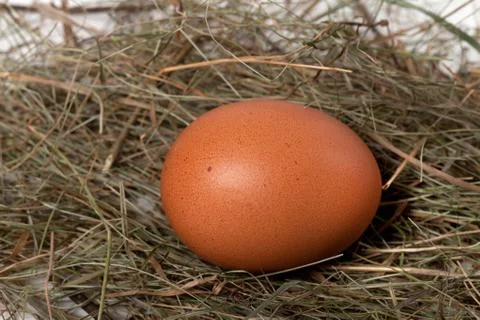 Chicken egg in nest Stock Photos