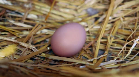 Chicken egg in nest - zoom in Stock Footage 29646487