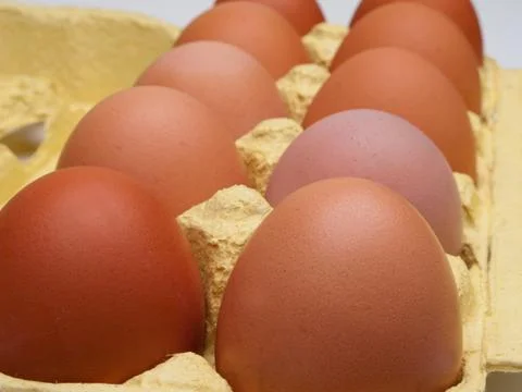 Chicken egg Stock Photos