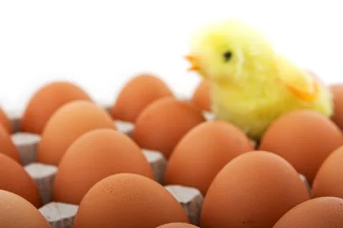 Chicken egg Stock Photos