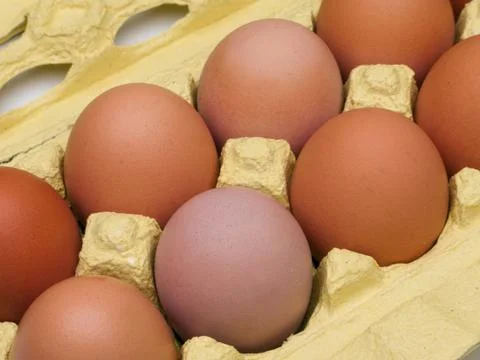Chicken egg Stock Photos