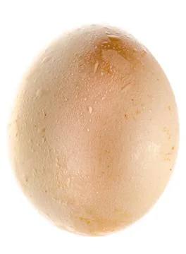 Chicken egg Stock Photos