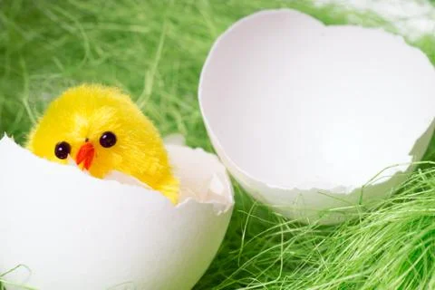 Chicken egg Foto stock