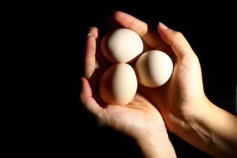Chicken Egg Stock Photos
