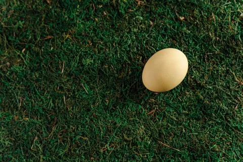 Chicken egg Stock Photos