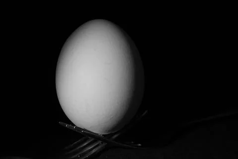 Chicken egg Stock Photos