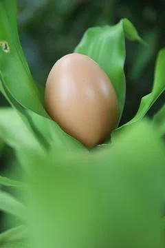 Chicken egg Stock Photos