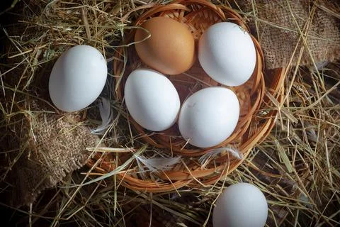 Chicken egg Stock Photos