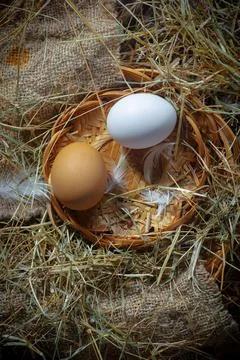 Chicken egg Stock Photos
