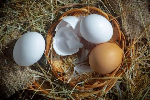 Chicken egg Foto stock