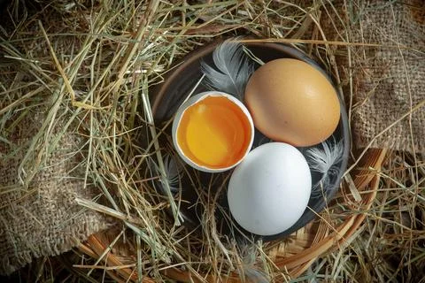 Chicken egg Stock Photos