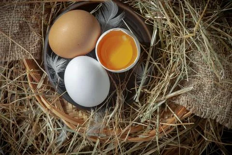 Chicken egg Stock Photos
