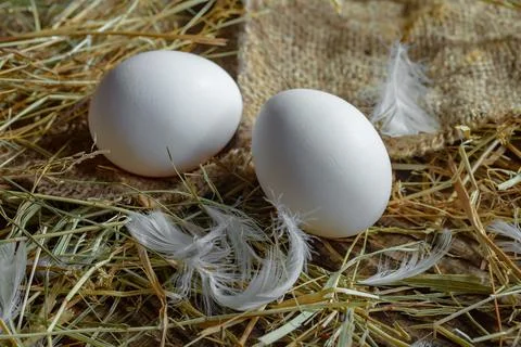 Chicken egg Stock Photos