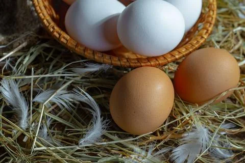 Chicken egg Stock Photos