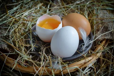 Chicken egg Stock Photos