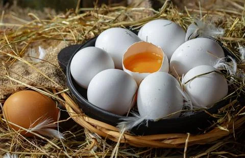 Chicken egg Stock Photos