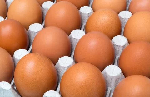 Chicken Egg Stock Photos