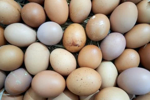 Chicken egg Stock Photos
