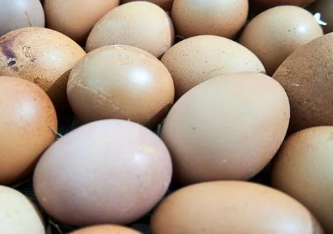 Chicken egg Stock Photos