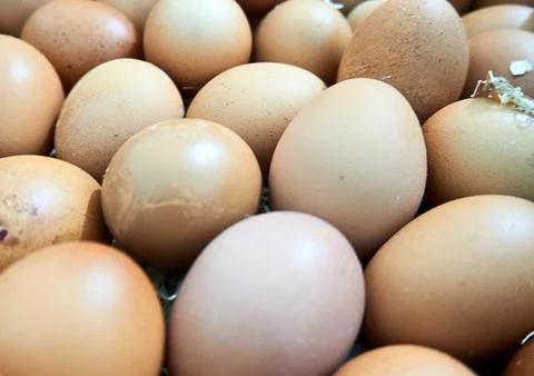 Chicken egg Stock Photos