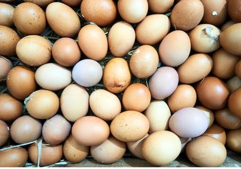 Chicken egg Stock Photos