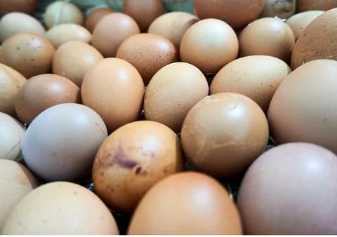 Chicken egg Foto stock