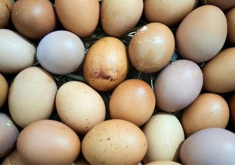 Chicken egg Stock Photos