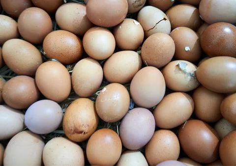 Chicken egg Stock Photos