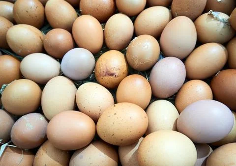 Chicken egg Foto stock