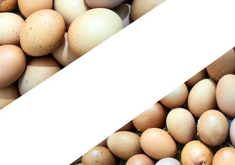 Chicken egg Stock Photos