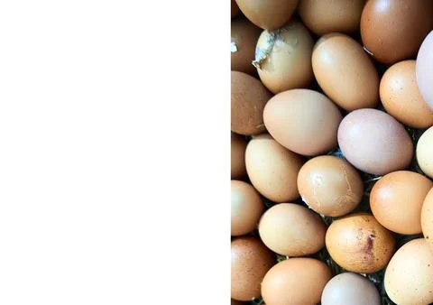 Chicken egg Foto stock
