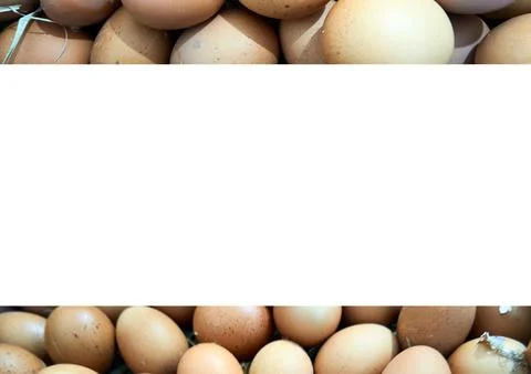 Chicken egg Stock Photos