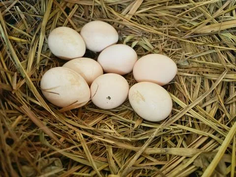 Chicken egg Stock Photos