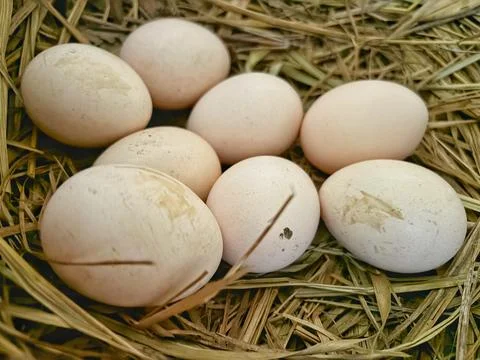 Chicken egg Stock Photos